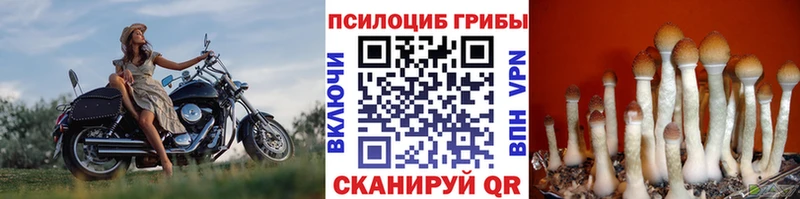 Псилоцибиновые грибы прущие грибы  Балашов 
