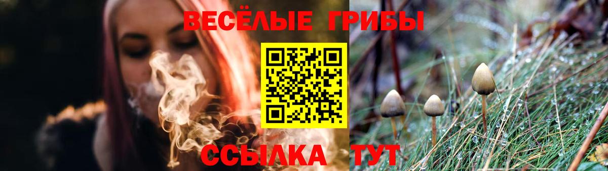 Псилоцибиновые грибы Psilocybe Балашов